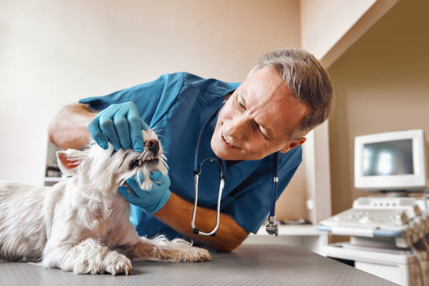 Best Weekend Emergency Dentist in Vernonia, OR
